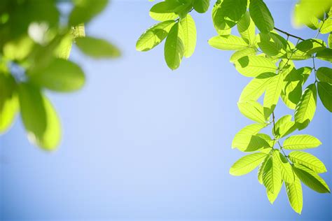 Close Up Of Nature View Green Leaf On Clear Blue Sky Background Under