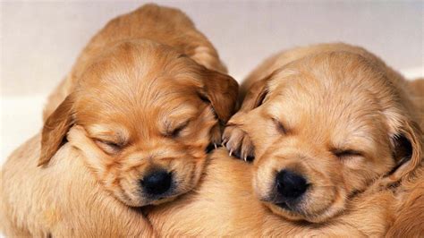 Cute Golden Retriever Puppies Wallpaper Image Free Hd