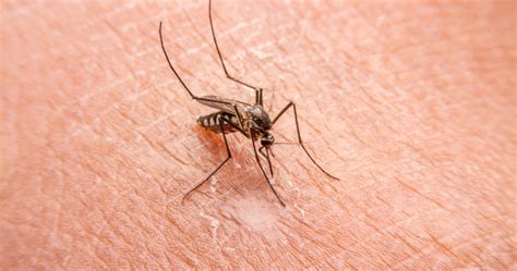 Les Causes Et La Transmission Du Chikungunya