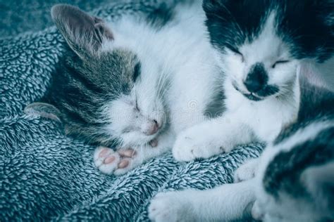 Two Cute Baby Cat Sleeping Peacefully On The Sofa Stock Image Image