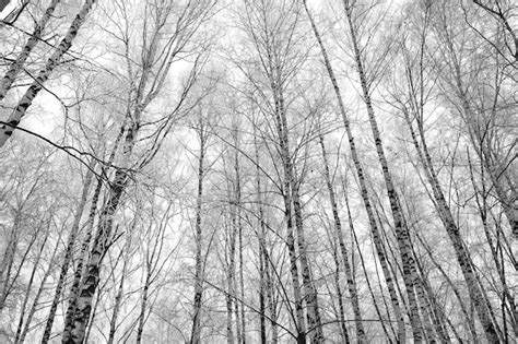 Premium Photo Winter Birch Trees