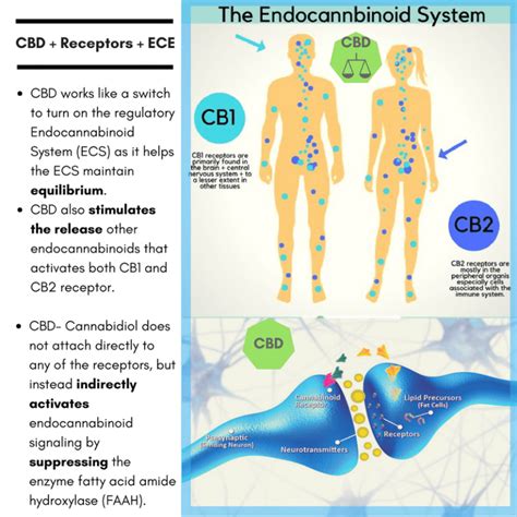 Cbd Receptors Endocannabinoid System Procana Cbd Cbg