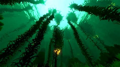 Subnautica Kelp Forest Day Ambiance Sea Creatures Soft Music