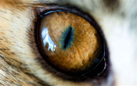 Lion Eyes Wallpapers Wallpaper Cave