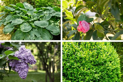 Low Maintenance Shrubs Perfect For The Front Of The House Shrubs For