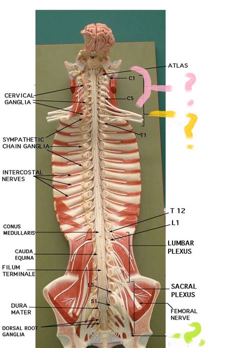 Cervical Plexus Model Google Search Nerve Anatomy Spinal Cord