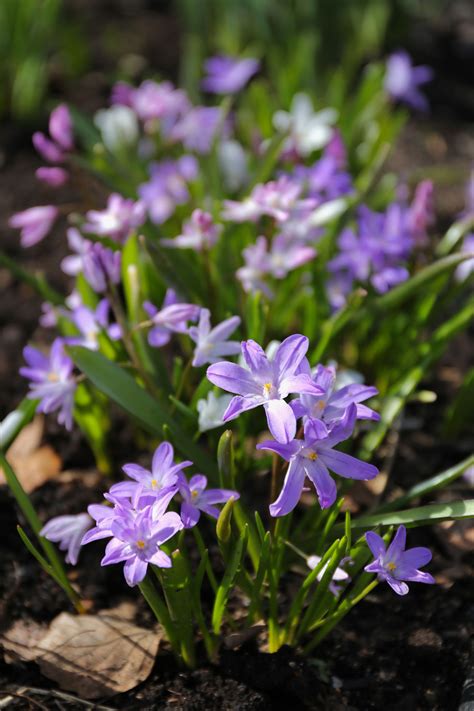 When to Plant Spring-Blooming Bulbs - Longfield Gardens