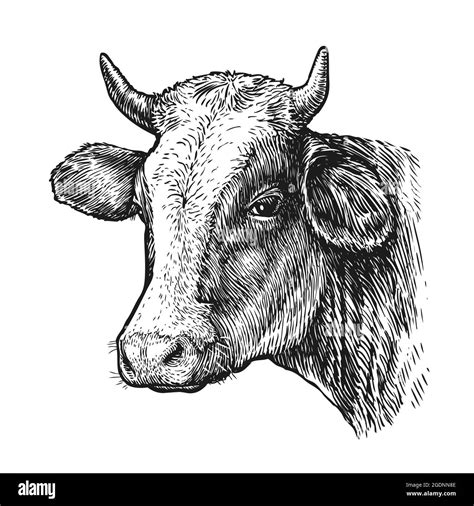 Cow Drawing Outline