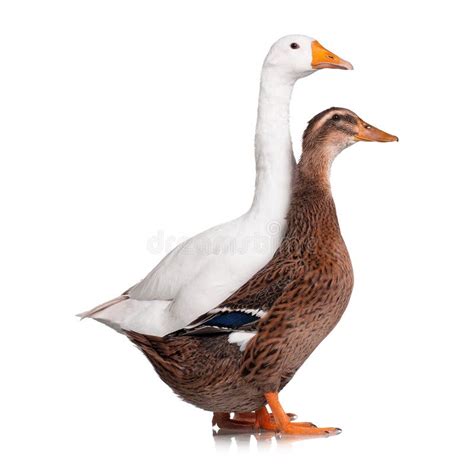 Duck And Goose Stock Photo Image Of Meat Fauna Duckling 29154594