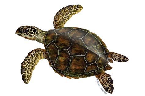 Sea Turtle Png Free Download Png Mart