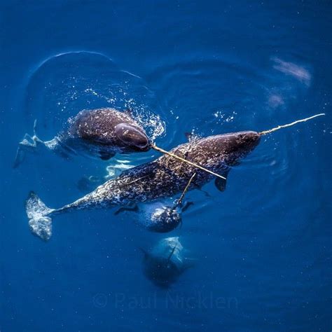 Pin By Sam Harbers On Norwals Underwater Animals Narwhal Real Whale
