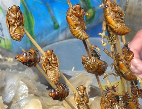 Comestible 10 Insectes Que Vous Ne Pensiez Pas