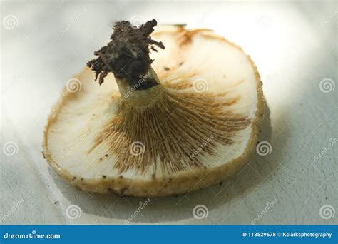 Alabama Wild Milk Mushrooms Lactarius Stock Photo Image Of Milk