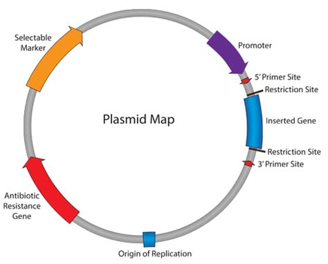 Plasmids 101 The Promoter Region Lets Go