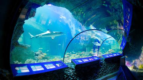 Sea Life Aquarium In Munich Expedia