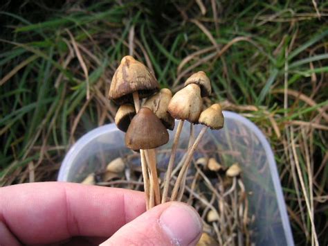 Buy Liberty Caps Mushroom Online Psychedelics High Time