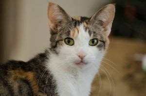 Jump to navigation jump to search. Calico Cat Names - Unique & Female Calico Cat Names | Cat ...