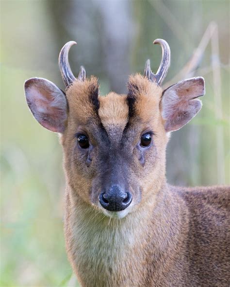 Popular items for muntjac deer. Muntjac buck in 2020 (With images) | Animals, Interesting ...