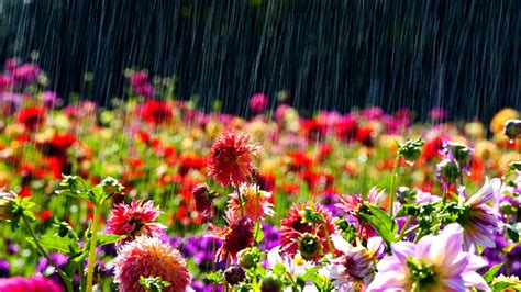 Free Download Rainy Spring Day Colourful Flowers In The Garden 1920x1080 For Your Desktop