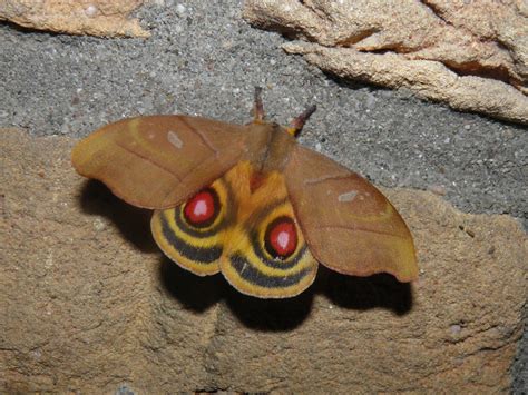 The Surprising Beauty Of Gentle Giant Moths