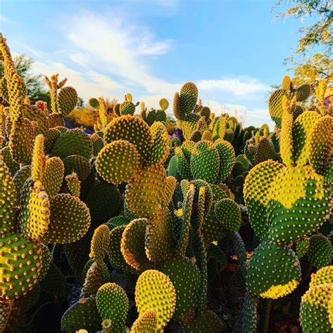 It has the combined effect of increasing the maximum health if you are being killed by a player or mob, it will show a death screen showing which mob or player he stole 3 legendaries and countless epics from me when we were in a team and then back stabbed me. Why is the Prickly Pear Cactus One of the Most Popular Cacti?