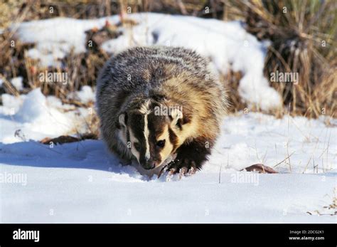 American Badger Taxidea Taxus Adult In Snow Searching Food Canada