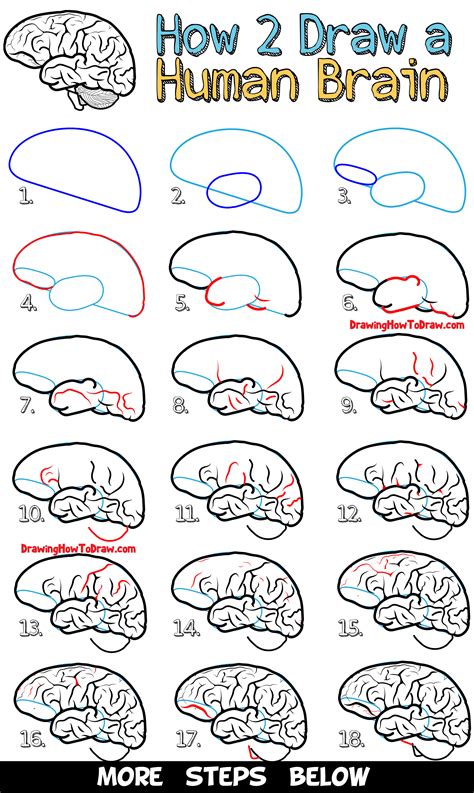 How To Draw A Human Brain Easy Steps Drawing Lesson For Beginners