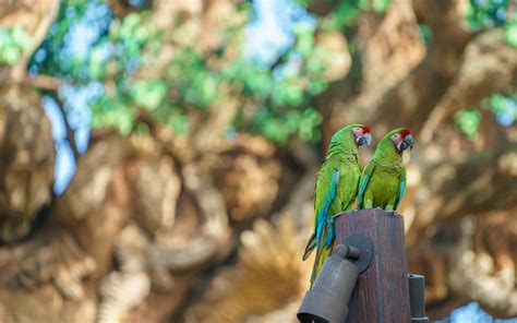 Download Wallpapers Great Green Macaw 4k Parrot Green Beautiful