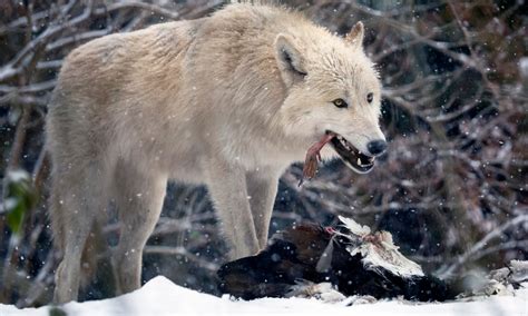 6 Things Wolves Like To Eat Most Diet And Facts
