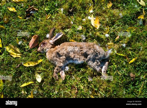 Dead Rabbit In Grass Hi Res Stock Photography And Images Alamy