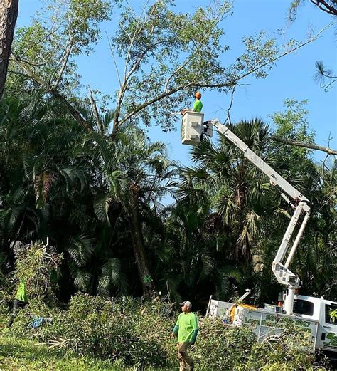 Tree Removal Palm Beach County Loyal Tree Tree Service