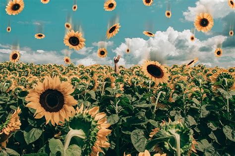 Hd Wallpaper Sunflower Field Under Blue Sky Bloom Blossom Desktop