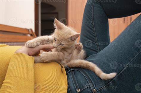 Small Light Brown Kitten Playing On The Body Of Her Owner Dressed In A Yellow Jacket Biting Her