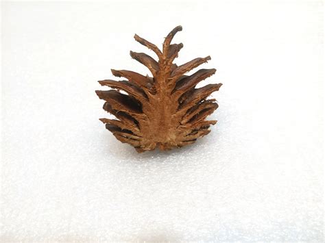 Cut Pine Cone Halves For Crafts Or Decor Set Of 30 Halves Of Etsy