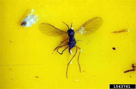 Length Of Fungus Gnat Life Cycle Velvet Royer