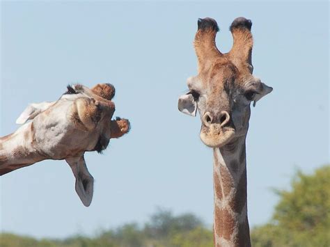 44 Hilarious Finalists In This Years Comedy Wildlife Photography