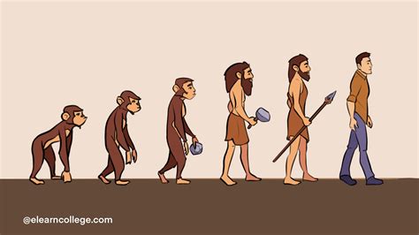 Wise Apes Human Evolution Anthropology Elearn College