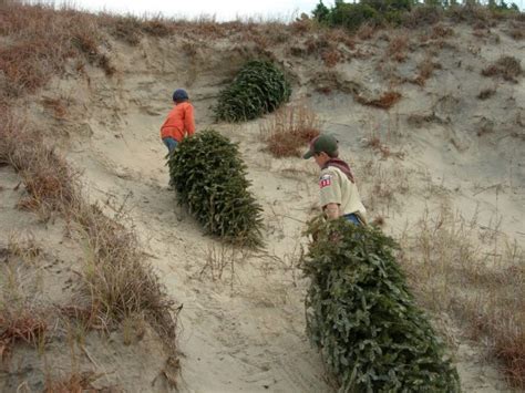 Old Christmas Trees Can Build New Dunes Coastal Review