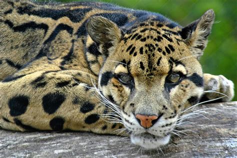 Clouded Leopard Cute Images 2013 | Funny And Cute Animals