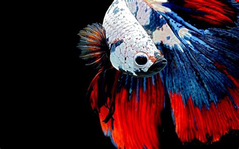 Betta Fish Desktop Wallpapers Top Free Betta Fish Desktop Backgrounds