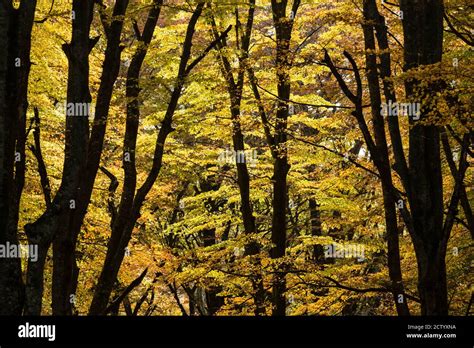 Ancient Beech Tree Forest In Italy Mount Cimino Unesco World Heritage