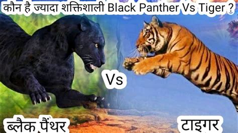 Who Is Stronger Tiger Vs Black Panther Tiger Vs Black Panther Fight