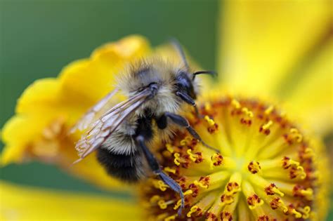 Simbiosis Tipos Caracteristicas Y Ejemplos En La Naturaleza Lifeder Images