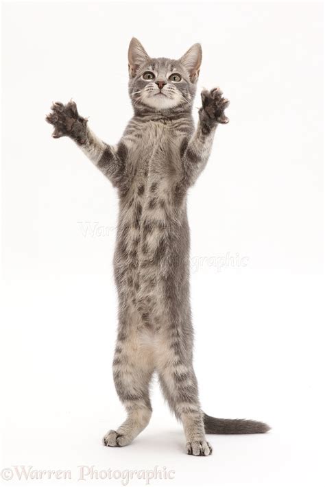 Grey Tabby Kitten Standing Up And Grasping Photo Wp44661
