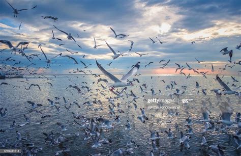 Scenic View Of Seagulls Flying Above Sea Against Sky During Sunset