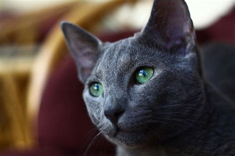 Le shop chien bleu vous propose nos bières genevoises. Bleu Russe - Découvrez la race de chat
