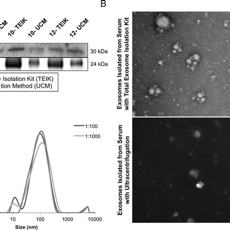 Exosome Isolation Method Representative CD63 Immunoblot For Serum