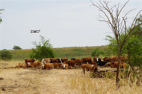 Autonomous Drone Herding In The Livestock Industry