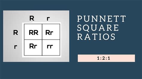 Fill out the punnet square middle. Genotypic Ratios and Phenotypic Ratios for Punnett Squares ...
