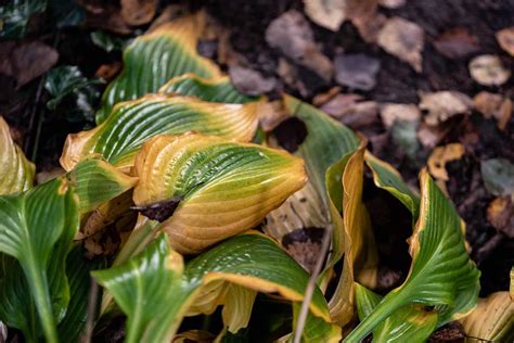 How To Identify And Manage 7 Common Hosta Diseases Gardeners Path